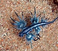 Image result for "Glaucus Atlanticus". Size: 114 x 100. Source: www.theskepticsguide.org