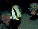 Image result for "chaetodon Robustus". Size: 131 x 100. Source: www.reeflex.net