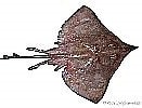 Image result for Dipturus nidarosiensis Anatomie. Size: 131 x 100. Source: shark-references.com