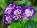 Image result for Lisianthus Flowers. Size: 132 x 100. Source: www.thespruce.com