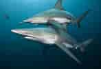 Image result for Black Pit Shark. Size: 147 x 100. Source: www.forbes.com