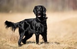 Bilderesultat for Flat Coated Retriever Levetid. Størrelse: 157 x 100. Kilde: www.mein-haustier.de