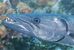 Image result for types of Barracuda. Size: 148 x 100. Source: www.thoughtco.com
