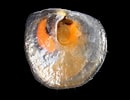 Image result for "heteranomia Squamula". Size: 130 x 100. Source: www.aphotomarine.com