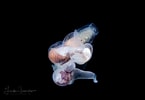 Afbeeldingsresultaten voor "pneumoderma Mediterraneum". Grootte: 145 x 100. Bron: lindaiphotography.com