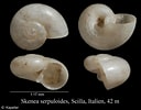 Image result for Skenea serpuloides Anatomie. Size: 128 x 100. Source: www.marinespecies.org