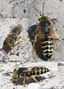 Image result for "bembix Rostrata". Size: 72 x 100. Source: www.galerie-insecte.org