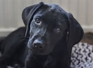 Image result for Labrador Retriever Hundetype. Size: 136 x 100. Source: www.thesprucepets.com