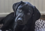 Image result for Labrador Retriever. Size: 144 x 100. Source: www.thesprucepets.com
