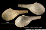 Afbeeldingsresultaten voor "cuspidaria Rostrata". Grootte: 155 x 100. Bron: naturalhistory.museumwales.ac.uk