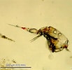 Image result for Corycaeus Species. Size: 103 x 100. Source: tonysharks.com