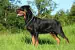 Image result for Rottweiler. Size: 151 x 100. Source: seeds.yonsei.ac.kr