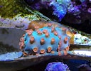 Image result for Cyphastrea Aquarium. Size: 128 x 100. Source: www.pinterest.com