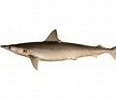 Image result for "rhizoprionodon Taylori". Size: 116 x 93. Source: fishesofaustralia.net.au