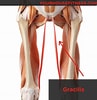Afbeeldingsresultaten voor Musculus Gracilis Gray's Anatomy. Grootte: 97 x 100. Bron: www.yourhousefitness.com