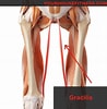 Image result for Musculus Gracilis Slagader. Size: 98 x 100. Source: www.yourhousefitness.com