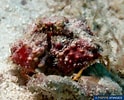 Image result for "calappa Angusta". Size: 124 x 100. Source: www.poppe-images.com