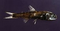 Image result for Ceratoscopelus maderensis Klasse. Size: 194 x 100. Source: www.fishbase.se