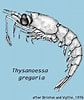 Image result for "thysanoessa Gregaria". Size: 84 x 100. Source: sio-legacy.ucsd.edu