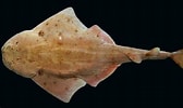 Image result for "squatina Dumeril". Size: 168 x 100. Source: vertebresfossiles.free.fr