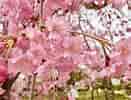 mida de Resultat d'imatges per a cerezos en flor Sakura.: 131 x 100. Font: abzlocal.com.pt