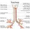 Afbeeldingsresultaten voor Caecum Trachea Family. Grootte: 99 x 100. Bron: cck-law.com