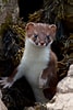 Image result for Stoat animal. Size: 67 x 100. Source: thefunnybeaver.com