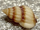 Image result for "nassarius Incrassatus". Size: 132 x 100. Source: naturdata.com