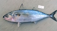 Image result for "rastrelliger Kanagurta". Size: 184 x 100. Source: www.fishbiosystem.ru