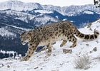 Résultat d’image pour Snow Leopard in Mountains. Taille: 140 x 100. Source: indiasendangered.com