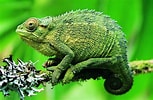 Résultat d’image pour Green Chameleon. Taille: 153 x 100. Source: www.wallpaperflare.com