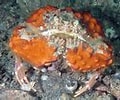 Image result for "calappa Sulcata". Size: 120 x 100. Source: reefguide.org