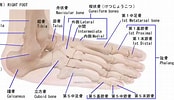 足の骨と関節 に対する画像結果.サイズ: 174 x 100。ソース: www.takatsu-chiro.com