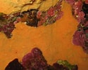 Image result for "pleraplysilla Minchini". Size: 125 x 100. Source: spongeguide.uncw.edu
