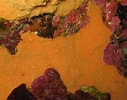 Image result for "pleraplysilla Minchini". Size: 127 x 100. Source: spongeguide.uncw.edu