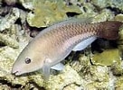 Image result for Scarus vetula Gedrag. Size: 136 x 100. Source: www.fishbase.se