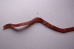 Afbeeldingsresultaten voor Rode draadworm. Grootte: 151 x 100. Bron: nl.dreamstime.com
