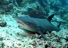 Image result for "carcharhinus Borneensis". Size: 139 x 100. Source: www.requins.be