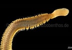 Image result for "eteone Flava". Size: 145 x 100. Source: www.marinespecies.org
