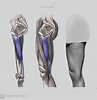 Afbeeldingsresultaten voor Musculus Gracilis Gray's Anatomy. Grootte: 97 x 100. Bron: anatomy.app