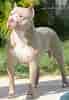 Image result for Amerikansk pitbullterrier. Size: 69 x 100. Source: www.rasehund.no