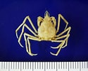 Image result for "pyromaia Tuberculata". Size: 125 x 100. Source: www.marineco.co.jp
