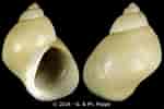 Image result for "lacuna Vincta". Size: 150 x 100. Source: www.gastropods.com