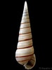 Pyramidellidae માટે ઇમેજ પરિણામ. માપ: 74 x 100. સ્ત્રોત: www.conchology.be