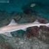 Image result for "mustelus Manazo". Size: 100 x 66. Source: www.elasmodiver.com