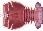 Image result for "ibacus Ciliatus". Size: 138 x 100. Source: marinewise.com.au