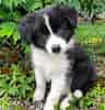 Image result for Border Collie. Size: 96 x 100. Source: zaharawgiulia.pages.dev