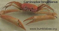 Image result for "Carcinoplax Longimanus". Size: 192 x 100. Source: www.bumblebee.org