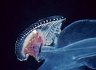Image result for "carinaria Galea". Size: 137 x 100. Source: alchetron.com