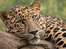 Résultat d’image pour Leopard. Taille: 136 x 100. Source: fonwall.ru